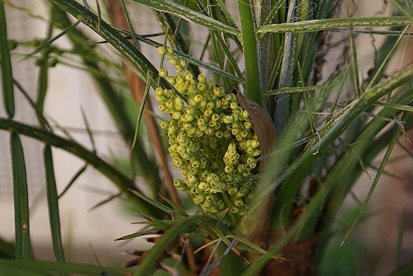 Phoenix roebelinii